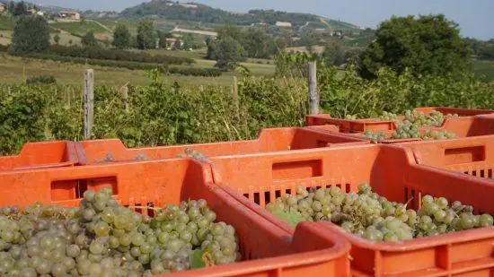 Combinazione Tenuta dei Fiori