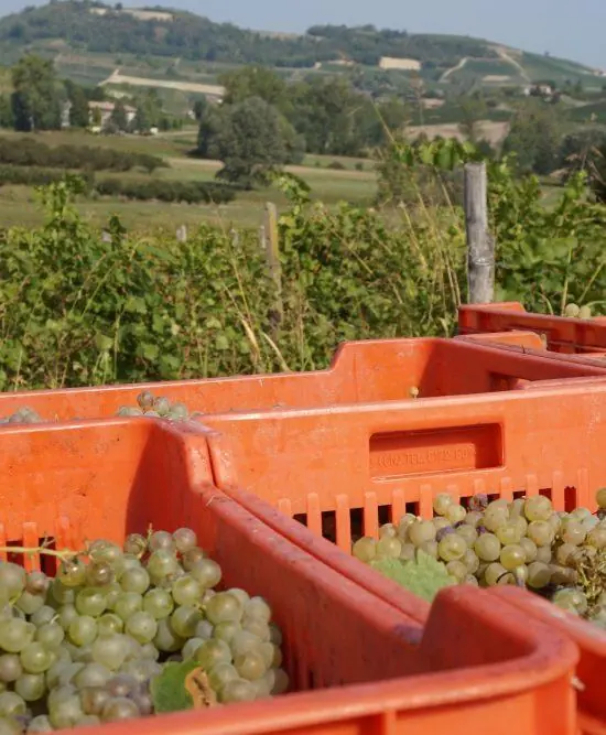 Combinazione Tenuta dei Fiori