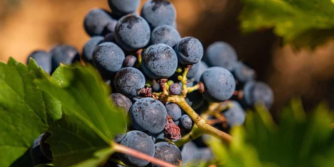 PredioMagnoCanon-7111